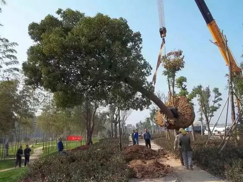 园林绿化施工挖树穴的讲究