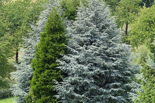 树木的分类和用途