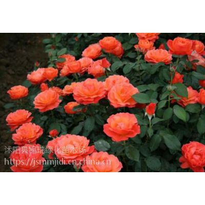 月季小苗的批发信息