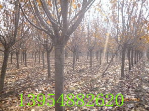 樱桃苗木价格概览