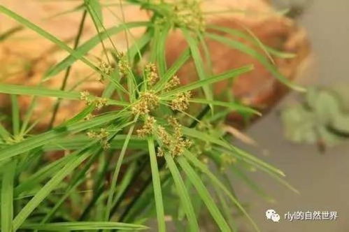 旱伞草，热带观叶植物