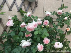 原因一：病虫害的噩梦