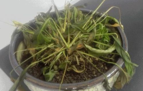 甲醛吸收植物有哪些？这几种植物除醛效果怎么样