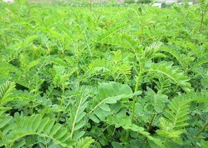 茶树菇冬天能否种植？探讨其生长条件与适宜性