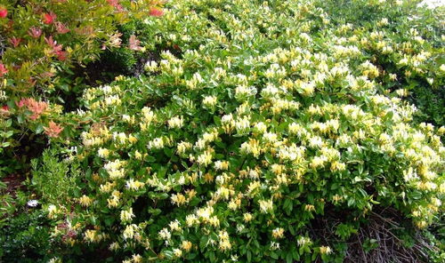 金银花：冬天的温暖使者