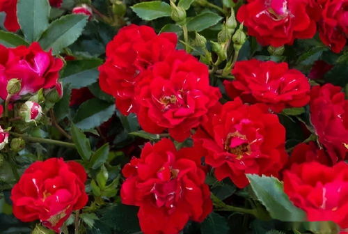 优点：美丽而迷人