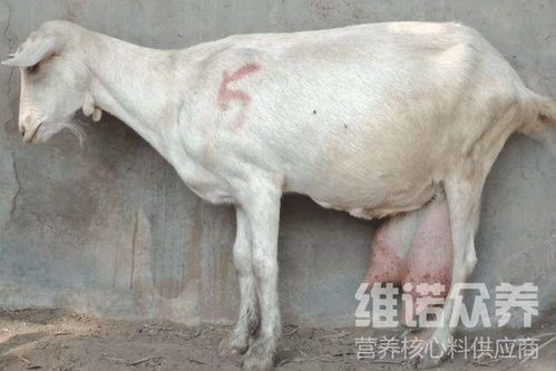 这个圈养母羊饲料配方中，玉米和豆粕的比例是多少？