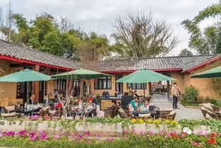一帆风顺花如何养殖才能在花园中绽放最美的姿态