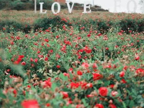 深圳进玫瑰花成本较低的地方