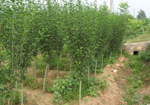 爬山虎的修剪与移栽