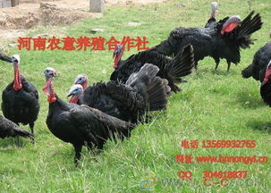 火鸡养殖秘籍：如何鉴别并成功繁育火鸡公母？