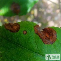 什么是苯醚甲环唑？