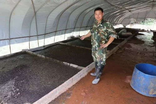 自繁自养猪场保健，打造绿色健康养殖新模式