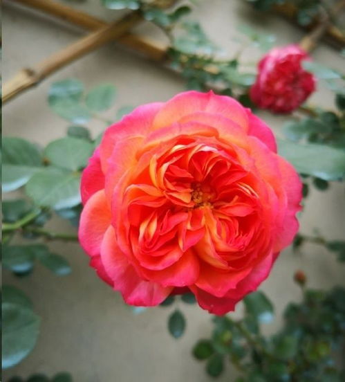 幼苗期、 或花期未到