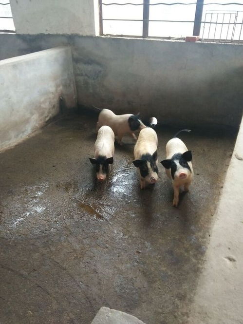 冬季猪舍管理如何调整，使温度保持在15~25℃Zui适宜？