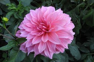 大丽花在张家口的魅力