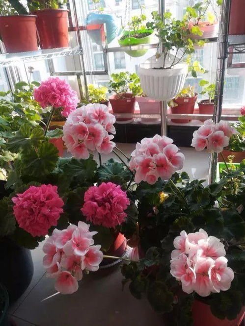 天竺葵种植指南：轻松掌握上盆与养护技巧！