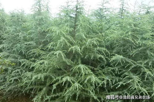 雪松苗木规格与价格