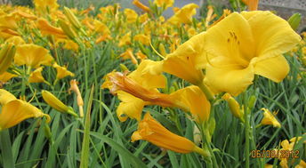 萱草的根，是须状的吗？