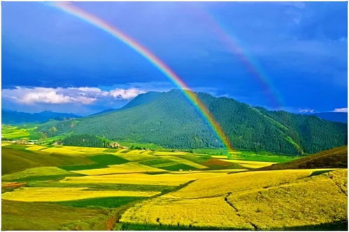 小个子冠军：青海冷地早熟禾