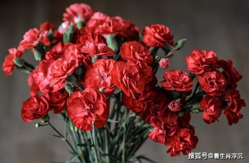 康乃馨剪法：花心留一半