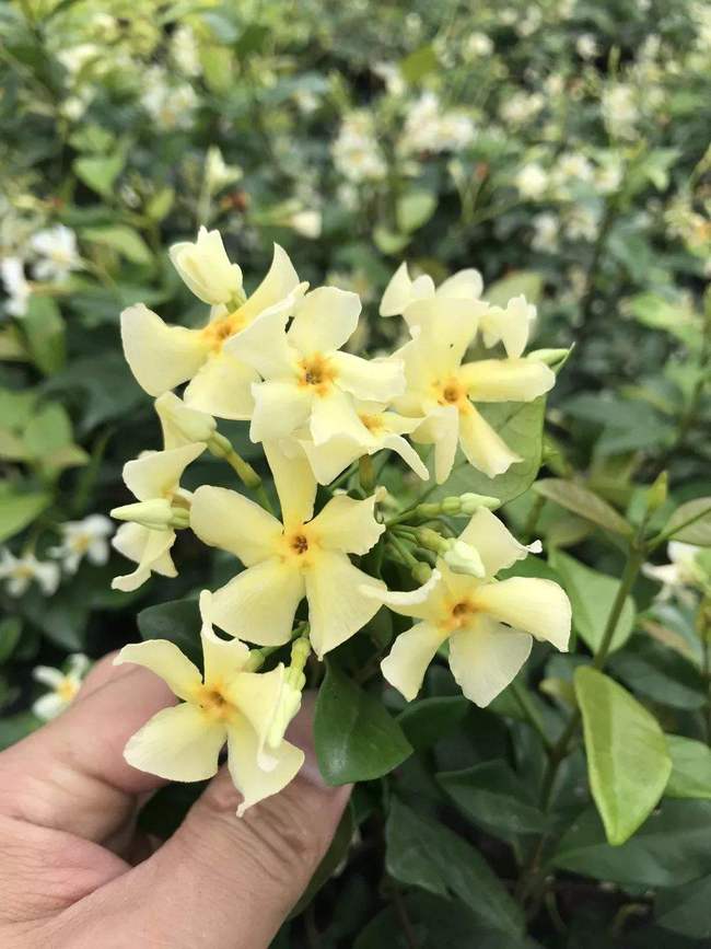 吊藤植物的养护