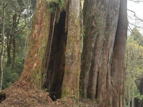 树干的生长：自然的奇迹