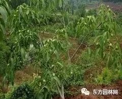 苗木蓬径与冠幅的迷思