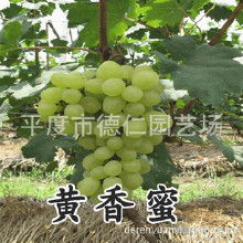 葡萄大棚里能使用除草剂吗？