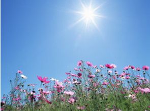 太阳下的花草之美