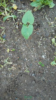 病害诊断：姬龙月的常见问题