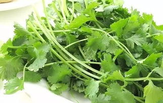 哺乳期想尝香菜？安全食用指南