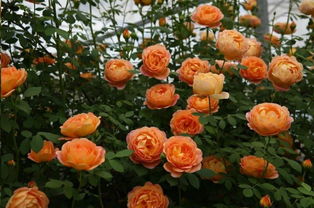 藤本月季种植小贴士