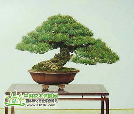 侧枝修剪，不嫩马虎哦