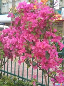 三角梅的种植与搭配技巧