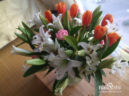 玫瑰花不宜在阳台或家中种植的原因