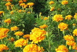 孔雀草如何留种？孔雀草留种后如何进行种植？