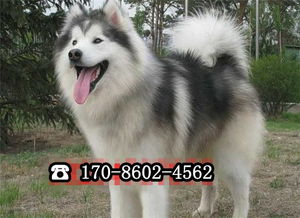 冬日里的花朵精灵——阿拉斯加月季