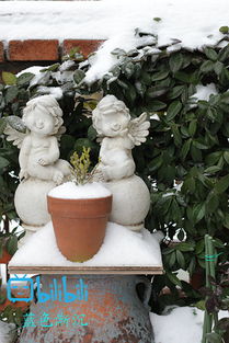 案例1：上海花友的翻车现场