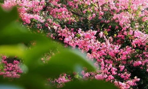 冬天有哪些花开放？请盘点一下冬天十种最美的花名字