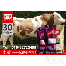 如何运用5肉牛增肥预混料，有效掌握肉牛增肥技术，实现高效增重？