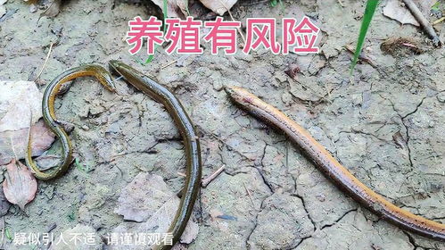 如何在家养殖野生黄鳝？探索家庭养殖的简易指南