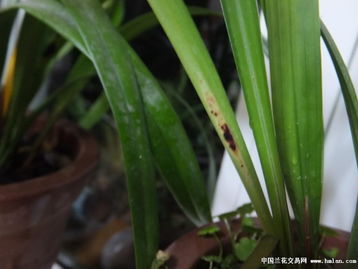 锈病，是啥玩意儿？