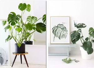 大叶植物如何养殖？适合哪些土壤和光照