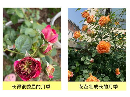 月季，坚韧不拔、决不屈服的象征