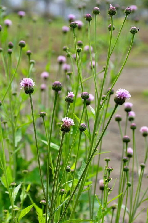 栾川县三川镇的药农们发现什么了？