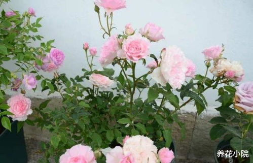 月季花苞萌发， 氮肥来帮忙