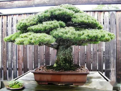 盆景营养土如何配制？哪种比例最适宜植物生长