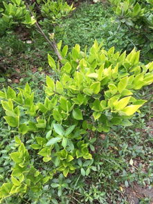 灌木大集合：52种常见灌木名称全解析