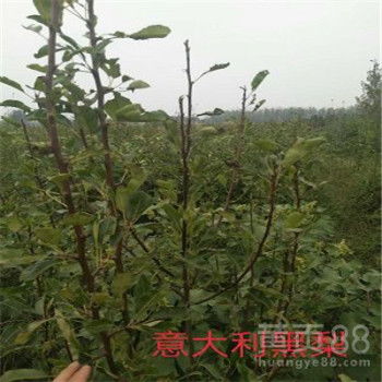 秋季梨树修剪技术与管理要点中，如何根据梨树生长情况调整修剪技巧